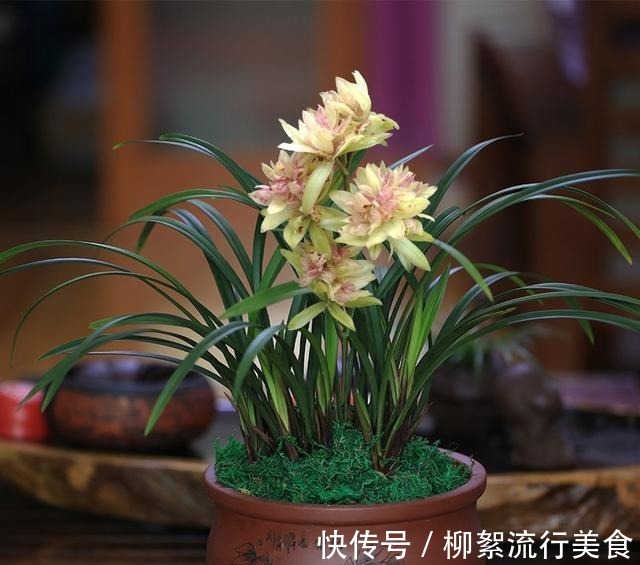 浓郁|建兰多瓣奇花“富山奇蝶”,花中带花,兰香浓郁,姿态优雅又好看!