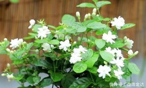 养花就养个花期长的,花大色艳,粉嫩丰腴,绚丽夺目