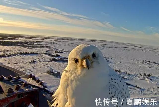 矛隼|昆仑山现海东青攻击野兔，雌鸟进洞将猎物赶出，雄鸟等在洞外捕杀