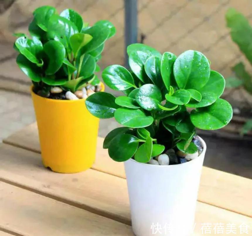 豆瓣花可以放在卧室吗,应该如何养护