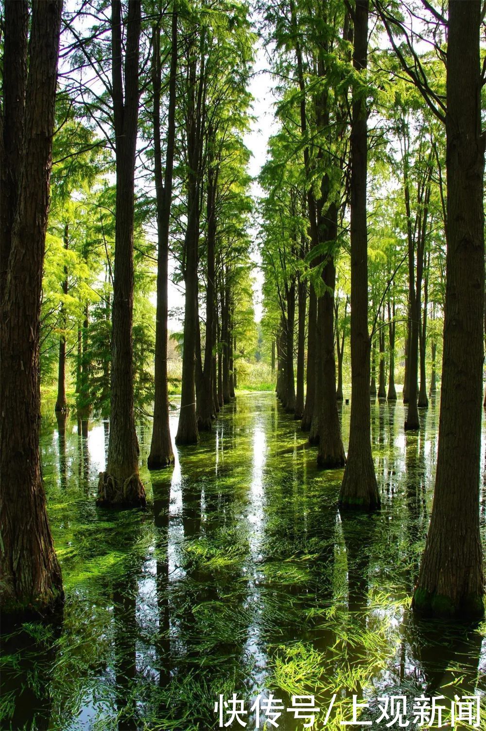 乡村|国家级“种草”！崇明2条线路入选全国乡村旅游学习体验线路