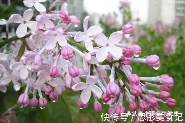 胃病|一个胃病小偏方,2味药,治好你多年的胃炎、胃胀、胃痛、打嗝!