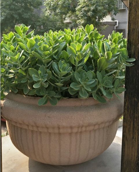 植株|养4种花“当心”，生长太快，就像“生物入侵”，养多了清理难