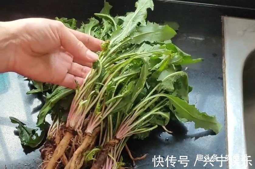 清热|农村这种野草,祛火清热,能喝又能吃,但不能多吃!