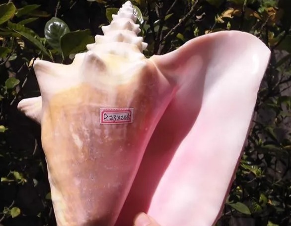 孔雀翎砗磲|冒充砗磲的文玩摇身一变又回来了