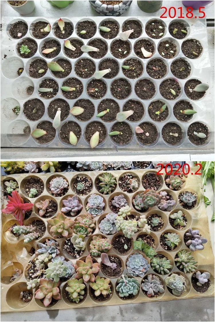 每次的剁手都是忍无可忍，无需再忍！买买买！静待肉美！