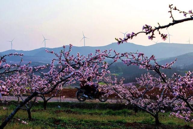 湖北枣阳：人面桃花相映红