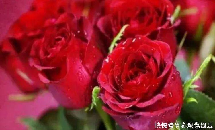 香雪球|4种“女神花”,名字好听花更美,开花“红又旺”,好运来!