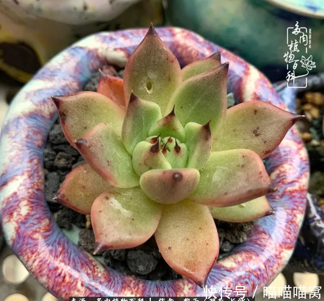 最温暖不过人间烟火,来自逆挂区的多肉!