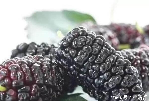 桑葚真的可以泡白酒喝吗?看完涨知识了······