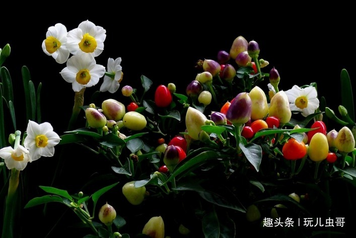 阳台上种五彩椒的方法步骤,简单易操作,好看又好吃,喜欢的收走