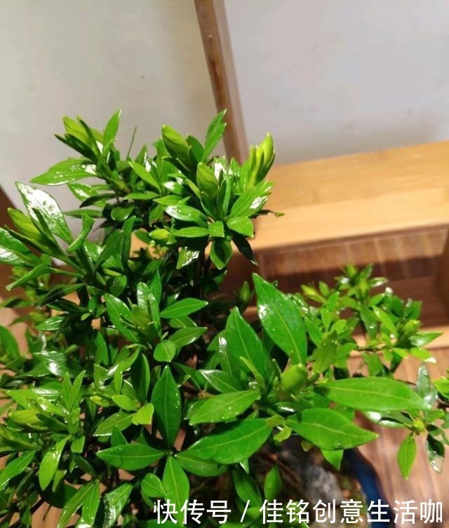 橘子皮|养花不给花洗澡,难怪长不好总黄叶,别忽视!