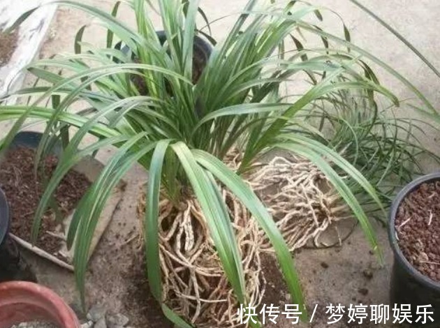 肥效|兰花怎么换盆呢不会没关系，老花农手把手的教给你