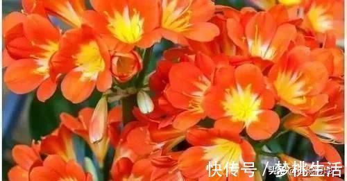 这种过期药片扔花盆里,不管多蔫的花一个劲疯长,不黄叶不烂根