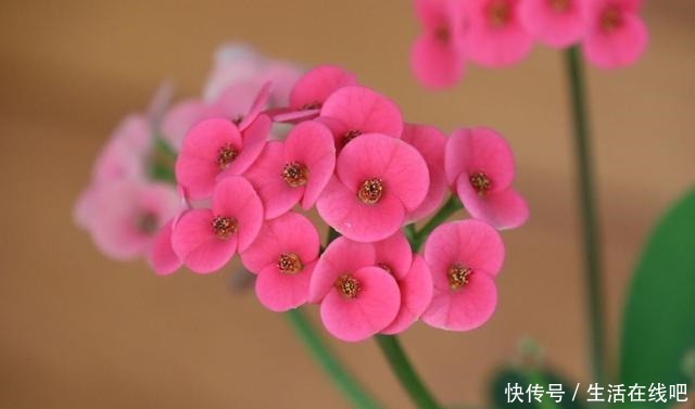 家里养花别乱养,这“5种花”有毒,老人孩子要注意!