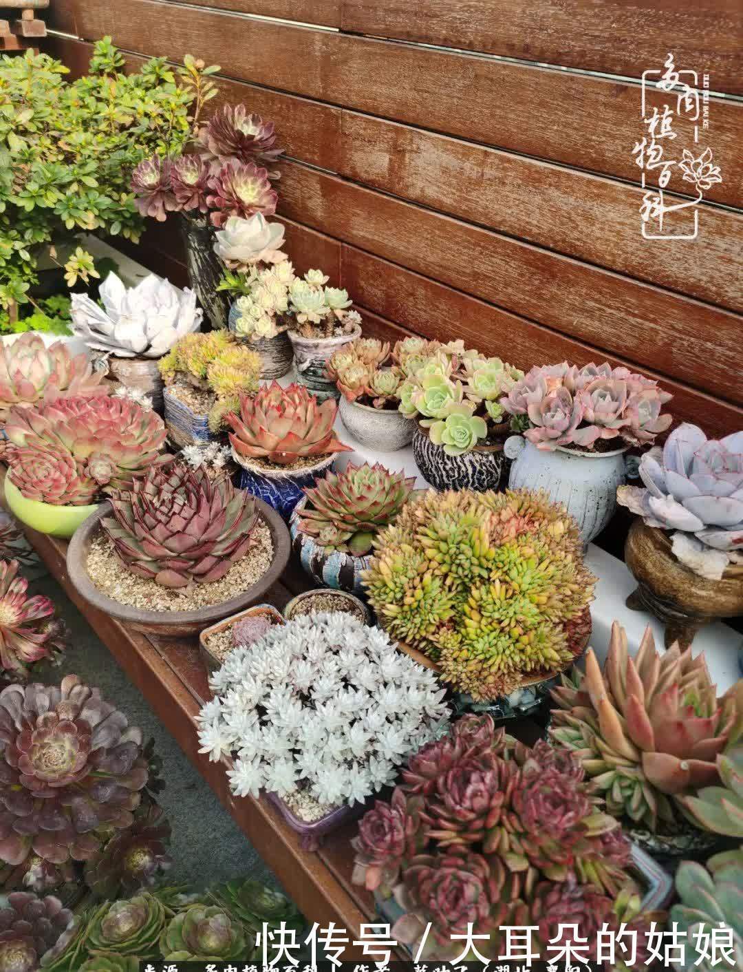 春暖花开，万物复苏，多肉迎来最美时光！