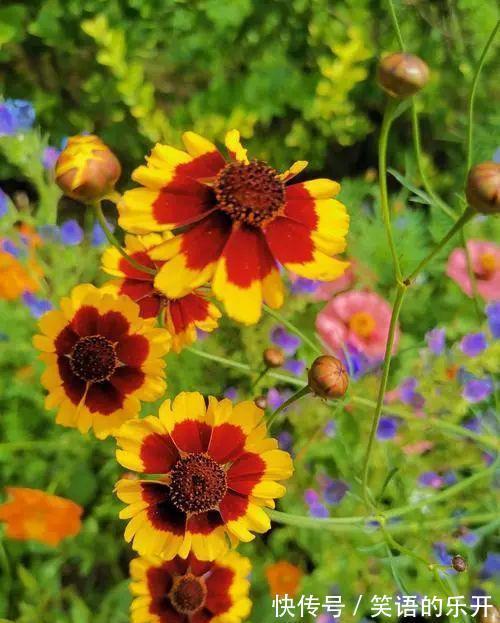 两色金鸡菊的红色斑块很有趣,咱们看到的是美,蜜蜂看到的是蜜!