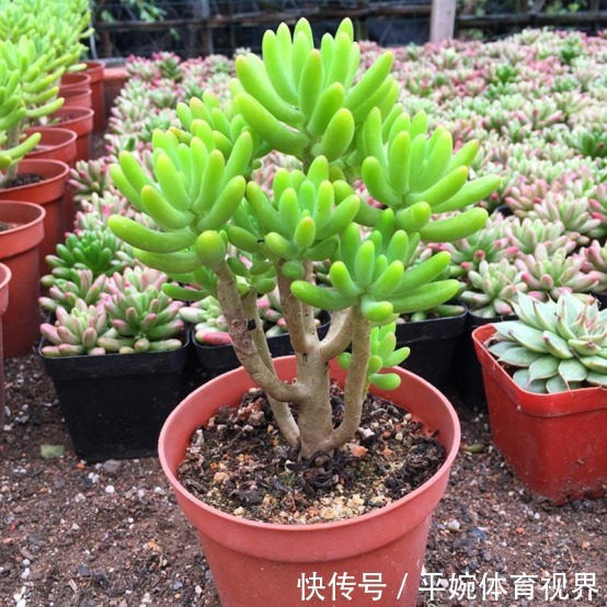 怎么养好多肉植物晚霞之舞?遵循此5点