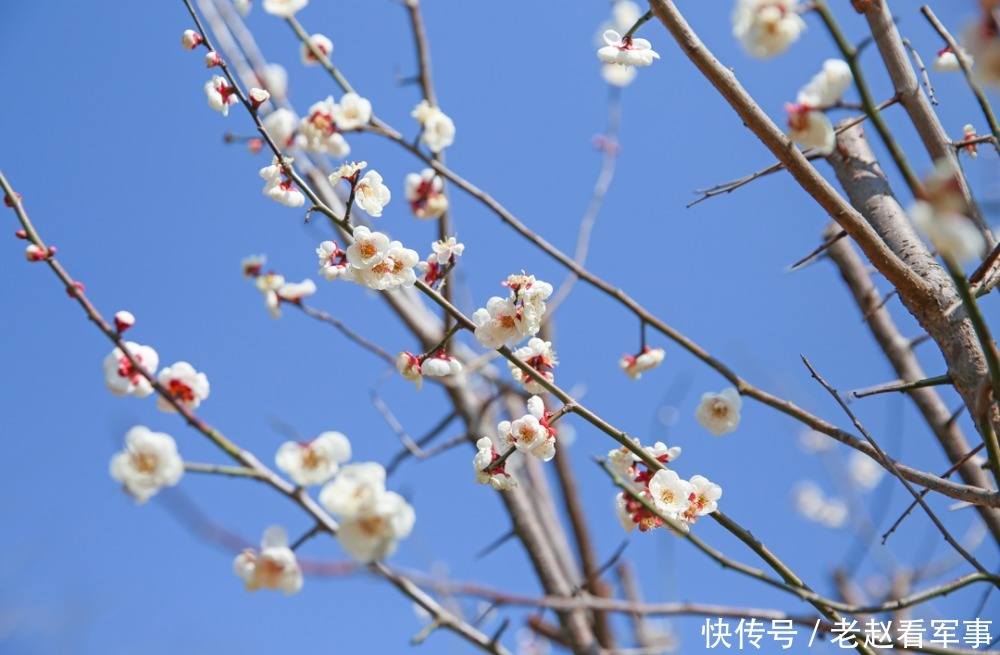 赏景啦！新年添喜色，西昌湿地公园梅花绽放