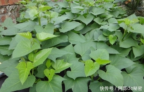 生粉|农村拿来喂猪的野菜,在国外却是潮流食品,还摆上了酒店的餐桌!