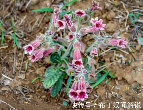 1种野花,开花漂亮,根是宝贝,山坡上就有,快看看你见过没