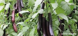 扩张血管|高血压“特怕”的5种食物，常吃可有效扩张血管，稳定血压！