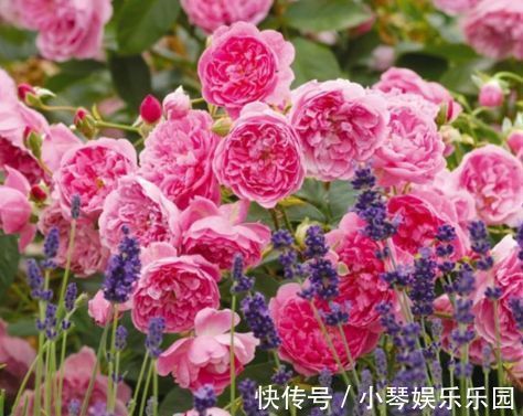 新手养花,不如养盆花中精品“哈洛卡尔”,似古典美女,清雅高尚