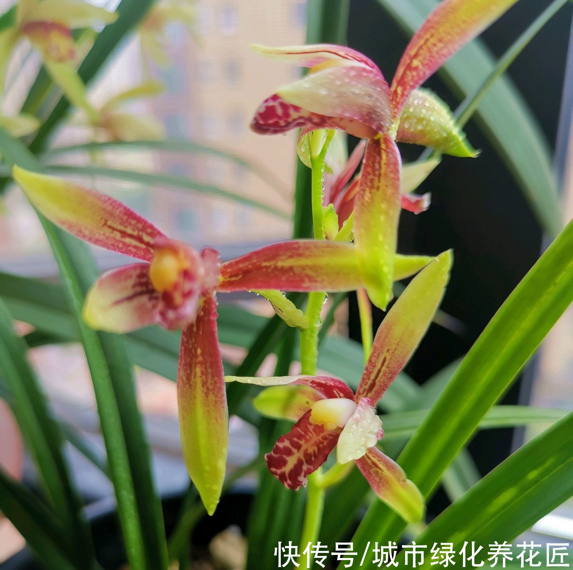 叶艺|兰花长出来的新苗全是白色,艺草兰花身价翻百倍?