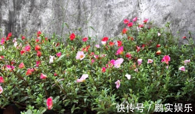 养护|养花技巧粗生粗养也能四季开花!少养1种都觉得亏了