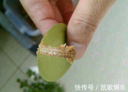 一片叶子|这些植物盆栽,只用一片叶子就可以繁殖!学起来