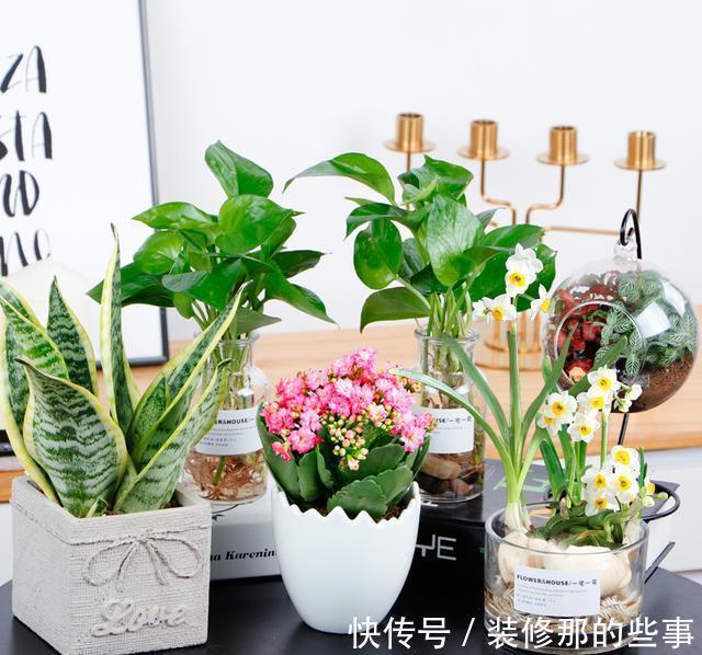 犯错|别再乱来了,养花最容易“犯错”的3件事,看看你中了几个?