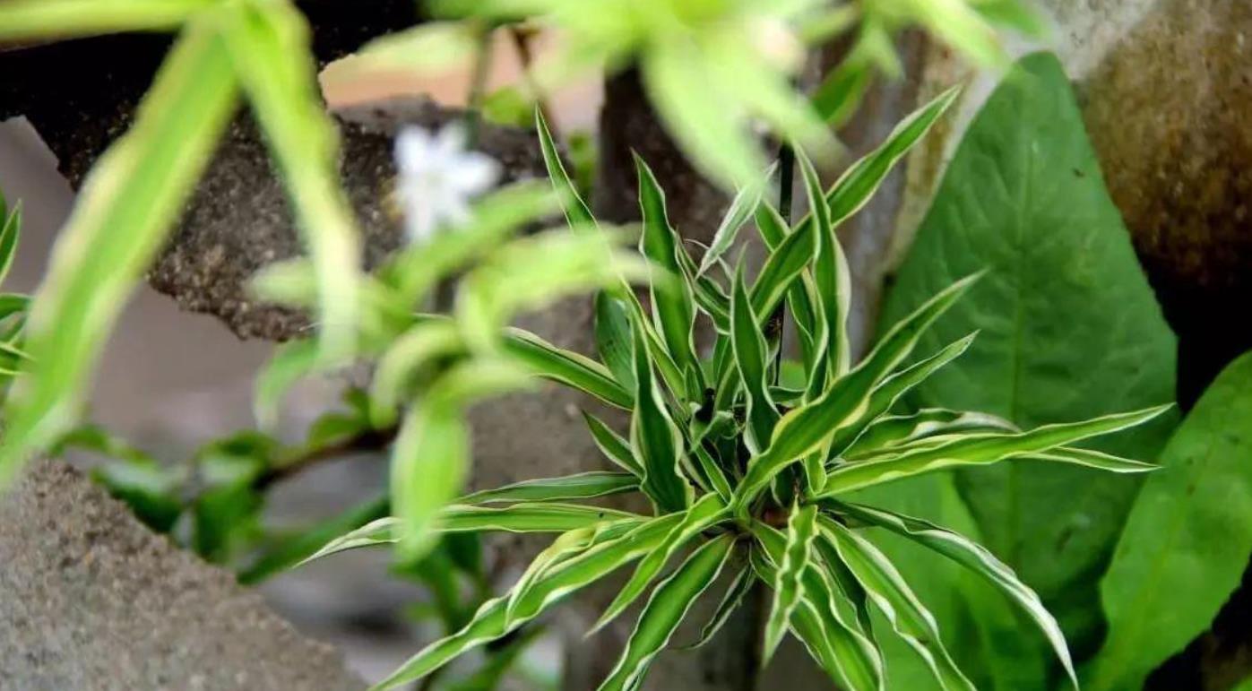 家里的吊兰不长叶子只长枝,记住几点,叶片更油亮