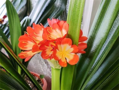 养君子兰,在盆里下“猛料”,叶绿根肥,年年开花收不住