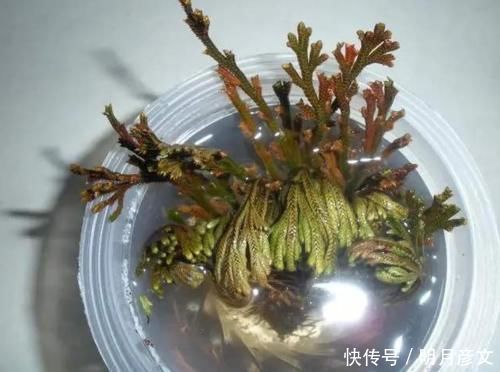 花盆|俗称“晒不死”,遇水就能活,很珍贵,山里偶遇,要移植