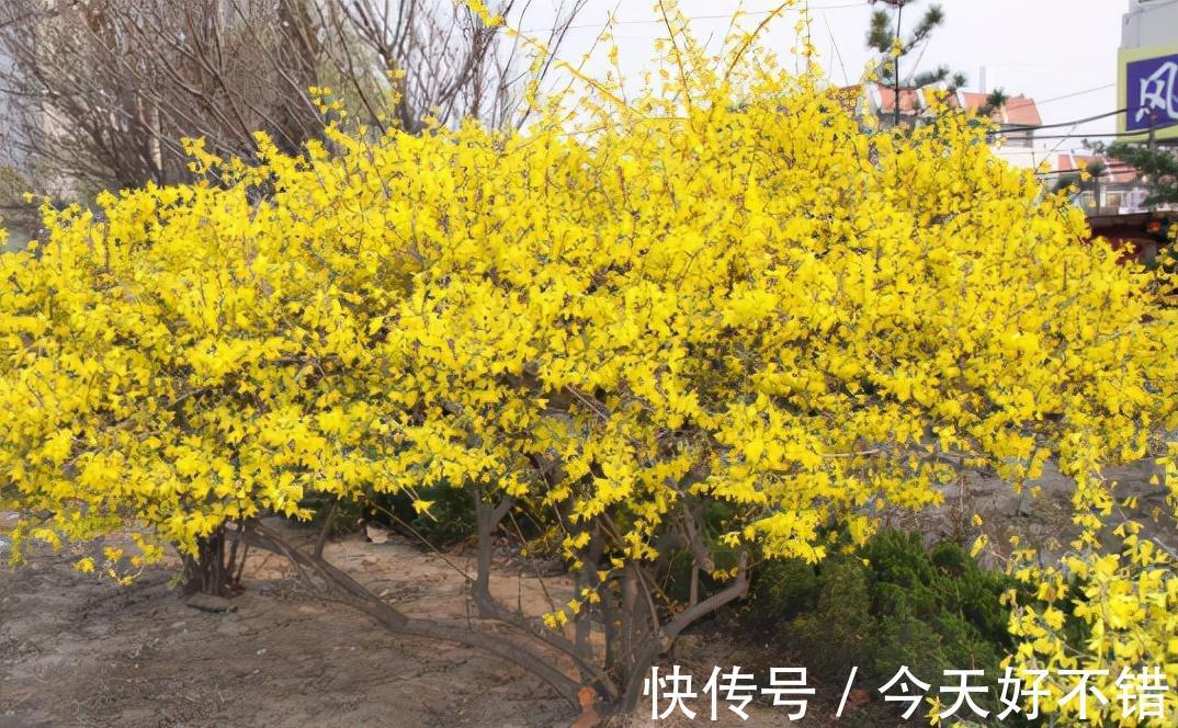 果实|它叫连翘,像极了迎春花,目前百元1公斤,山中遇到请珍惜