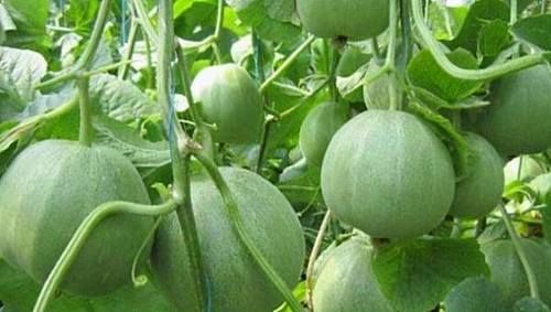 女性养生，记得常吃3种食物，抗炎抑菌，养护肠胃，促进血液循环