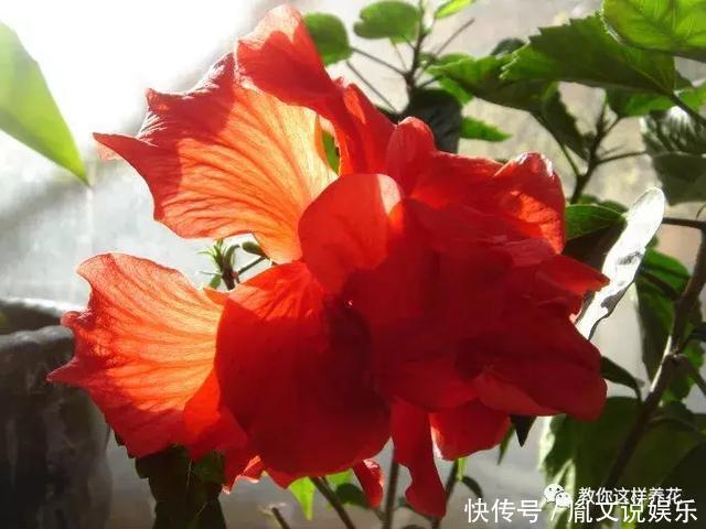 种花|1种花一开就是300多天,好养又漂亮,新手懒人都能养!