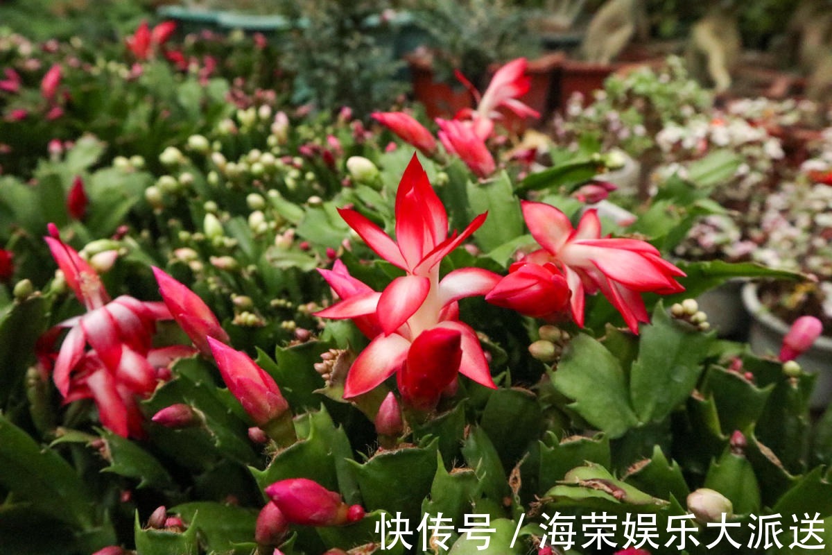 小花盆才能养好的花,种在大盆里太危险,一不小心就烂根