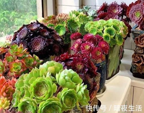 多肉,懒人花友的“心头好”,上班族的“小萌宠”,好看又好养