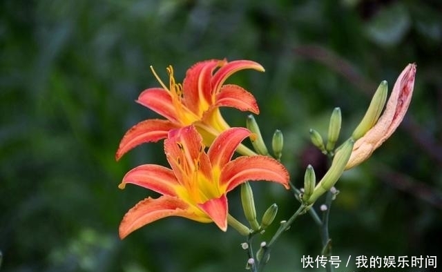 农村|在农村,很多人并不知道这些花是可以吃的,你吃过几种?