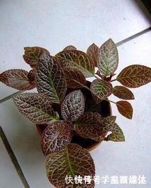 铁线蕨|12种耐阴花，适合养在卫生间里，光不好也能呼呼长！