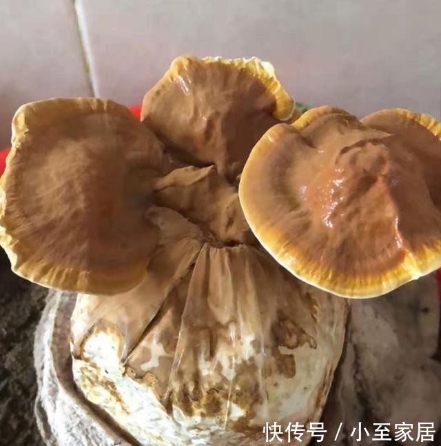 灵芝|自己种的灵芝能不能吃?入口的东西要慎重,莫馋嘴!