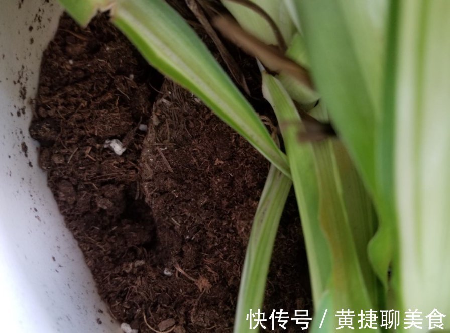 为什么吊兰总干尖？4个原因导致，对症下药好得快