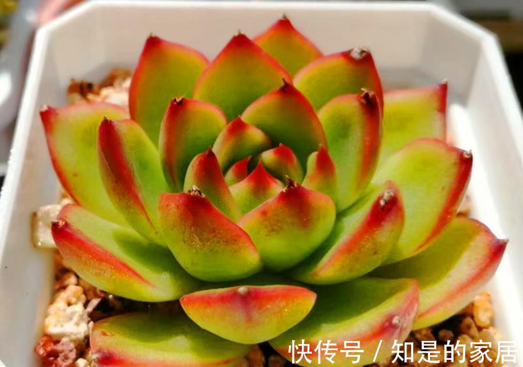 上色|九月多肉上色季，这些急性子多肉，给点阳光就上色，强势变美