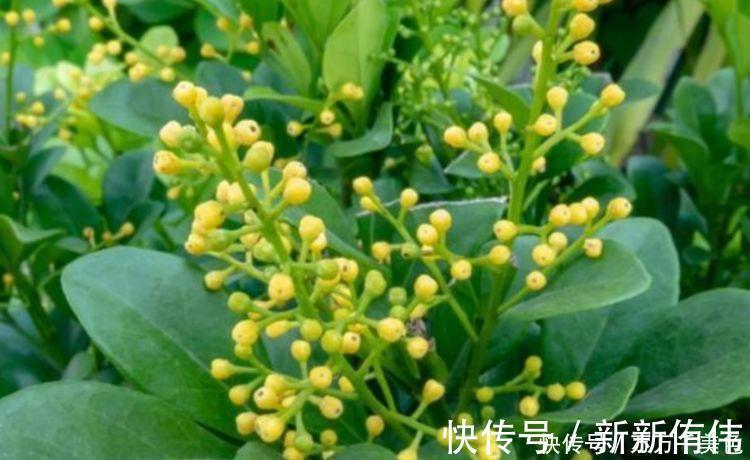 彩叶芋|家养4种花,个个都是财神爷,几个月不浇水,照样长得旺