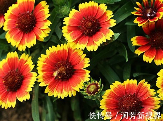 花朵|这些菊花种在家里贼好看,一盆千百多,开花开不停,花朵绚丽多彩