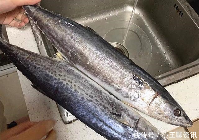 鲅鱼|夏天遇到这鱼，我从不还价，目前无法人工养殖，酱油腌一腌特好吃