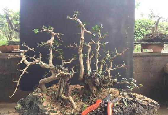 最喜欢丛林式盆景了，这个博兰盆景老桩这样修剪造型，真的美极了
