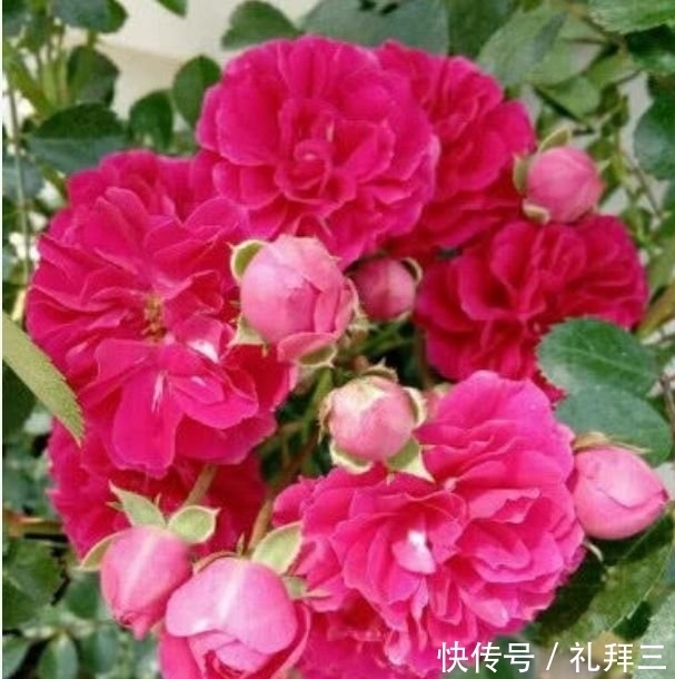 甜蜜红木香|4种漂亮花,好养易活能爆盆,比玫瑰好看,比绿萝好养