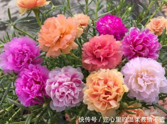 养花就养这几款,花朵小巧玲珑,越热花开越多,30天养成小花园